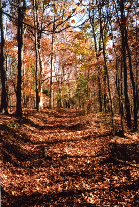 Old road bed to Johnston and Davis farms