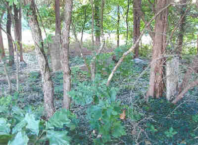 Mosley P. Wells Cemetery 2010